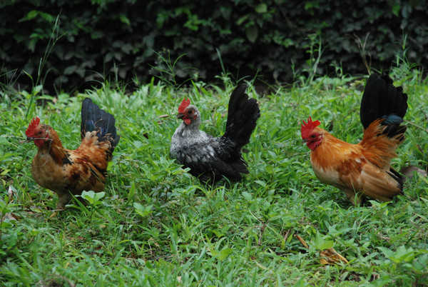 在柬埔寨种菜靠谱吗,柬埔寨养鸡