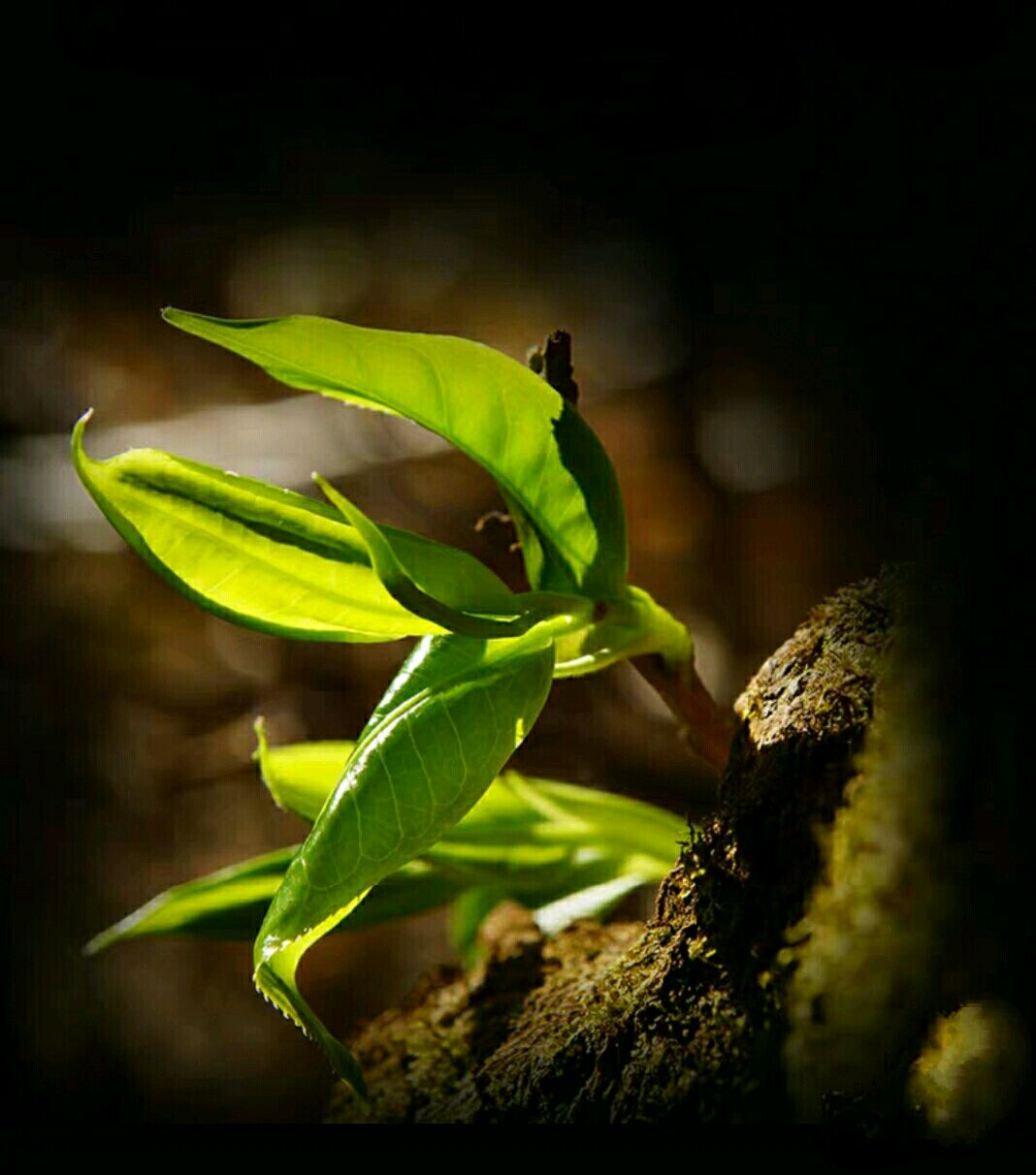 普洱茶大品牌好还是杂牌的好,普洱茶和大厂口粮哪个靠谱