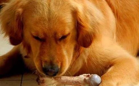 金毛挑食不吃狗粮怎么办呀,金毛挑食不吃鱼油