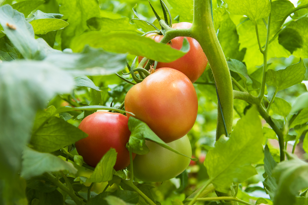 #毕业旅行啦#石家庄慧灯庄园，夏日里寓教于乐爽歪歪