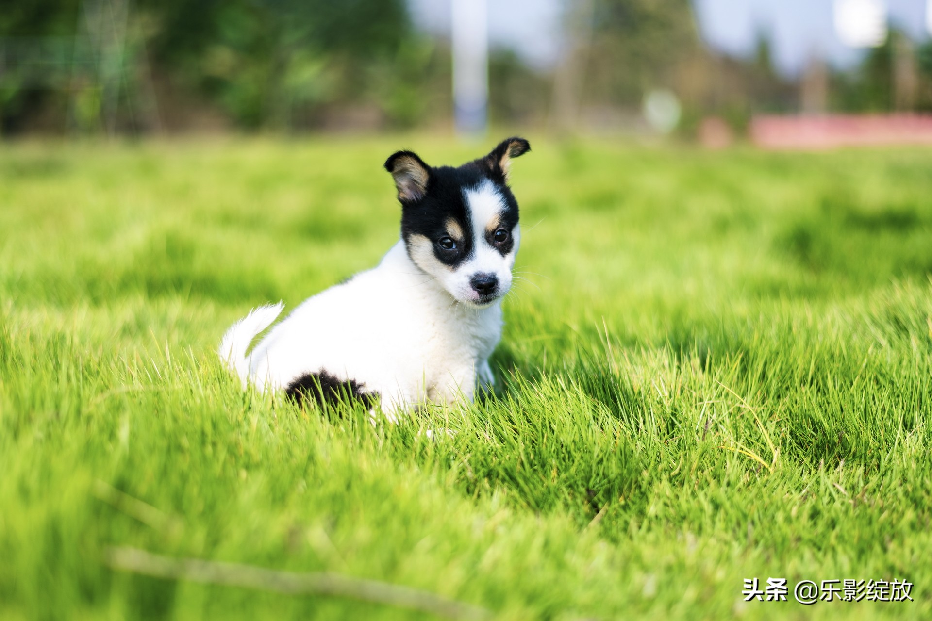 带小花狗去野外生存,带着小花去兜风
