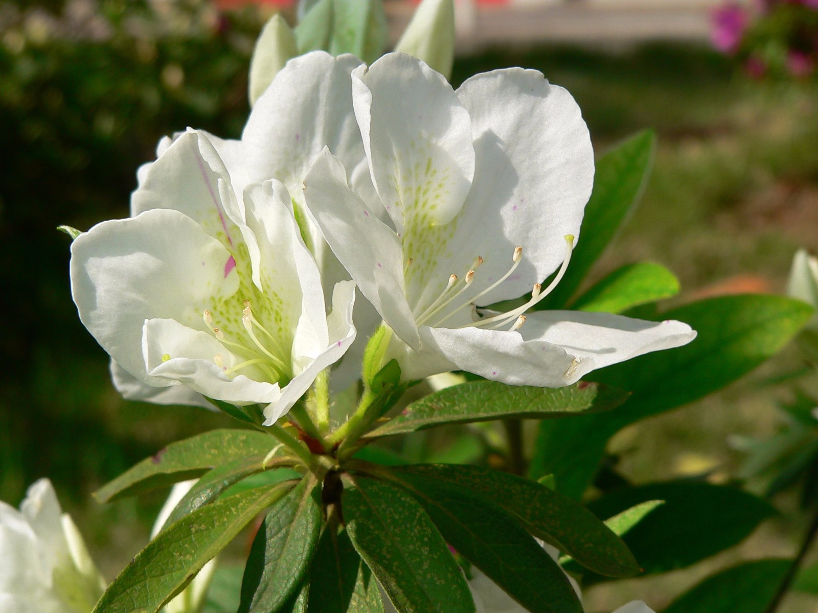 花卉大全500种杜鹃花,草本杜鹃花图片欣赏及介绍