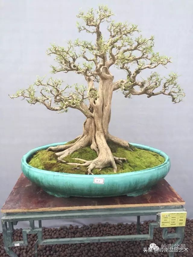 骞哥涔呬箙鐢滅敎铚滆湝,骞哥涔呬箙