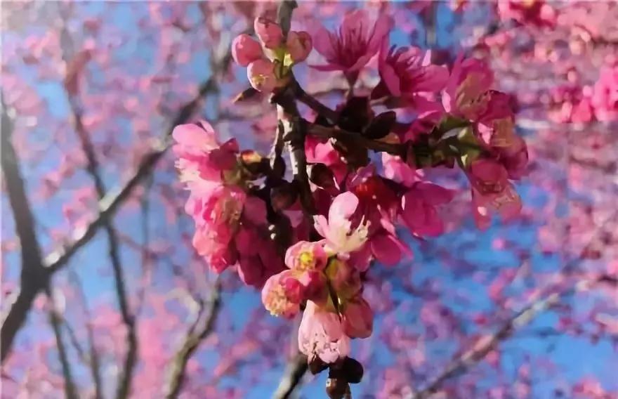蓝花楹昆明网红打卡地在哪里,昆明周边湿地公园网红打卡地