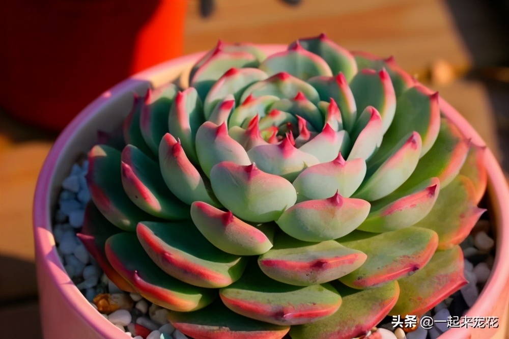 晚霞多肉叶片打蔫,火狐狸多肉叶片不打蔫