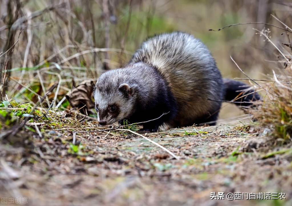 黄鼠狼为什么不能给鸡拜年,黄鼠狼是怎样给鸡拜年的