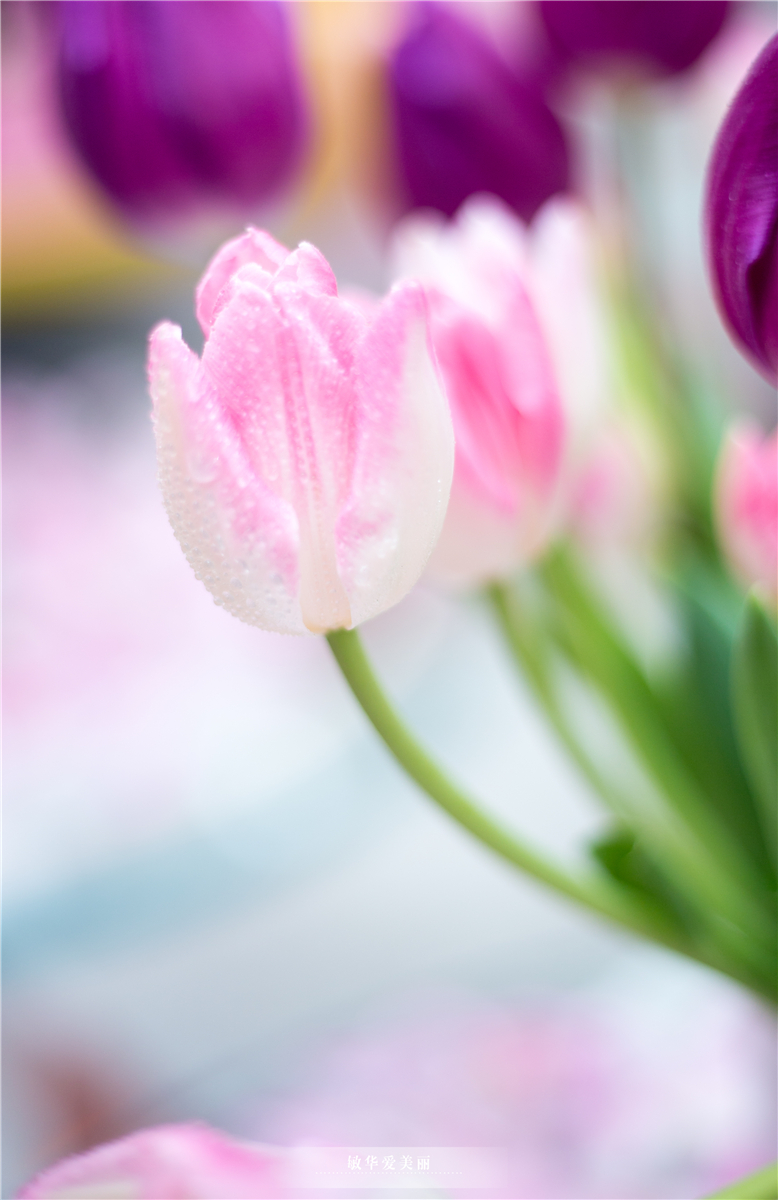 百万葵园攻略地图大全,百万葵园游玩注意事项