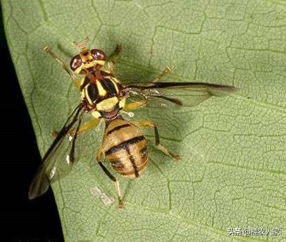 果实蝇诱捕剂越诱越多,实蝇诱捕器用什么药