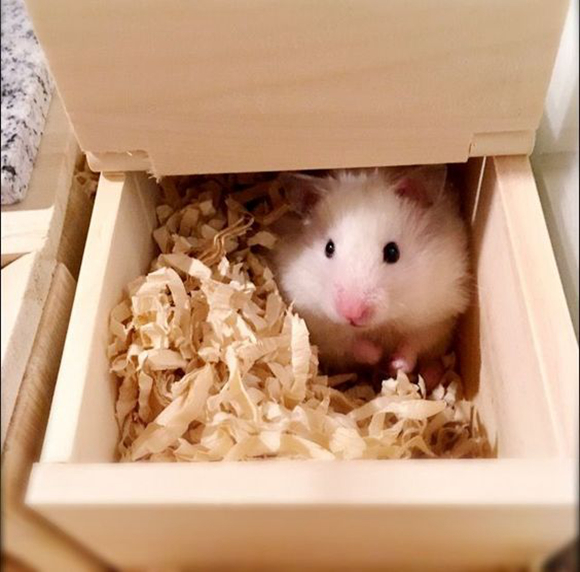 仓鼠臂力有多强？这只紫仓用鞋带越狱告诉你，旁边的主人却笑了