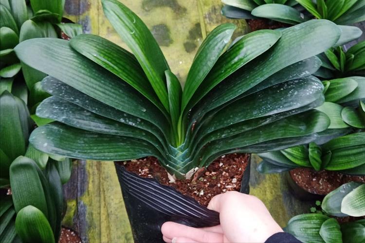 招财富贵花有哪些,高级富贵花给人带来吉祥好运