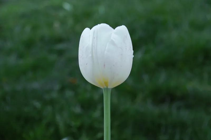 阳春三月踏青吟,阳春三月诗和风景