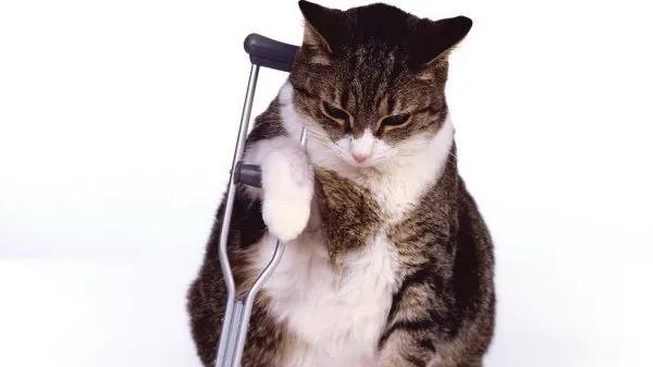 猫咪的悬趾受伤了,猫咪受伤后不大便