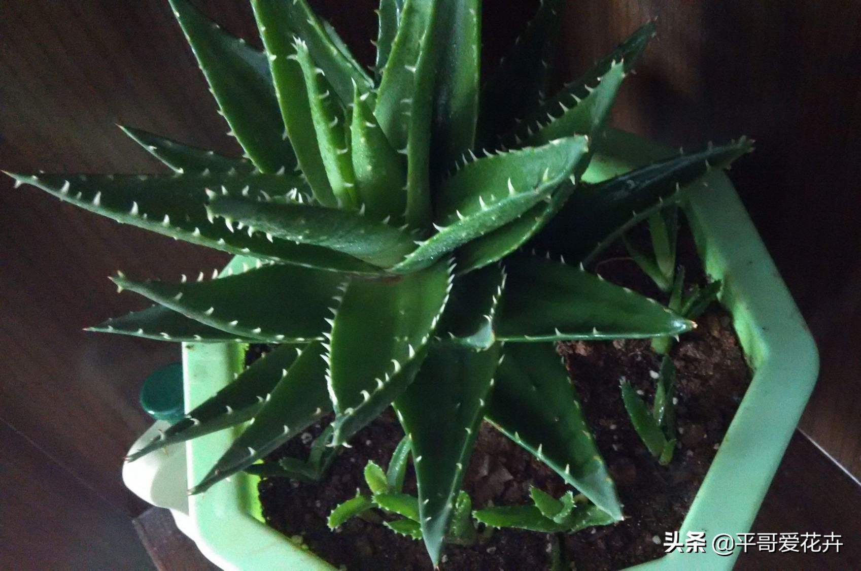 绿萝吊兰能活多久,怎么拯救要死的绿萝