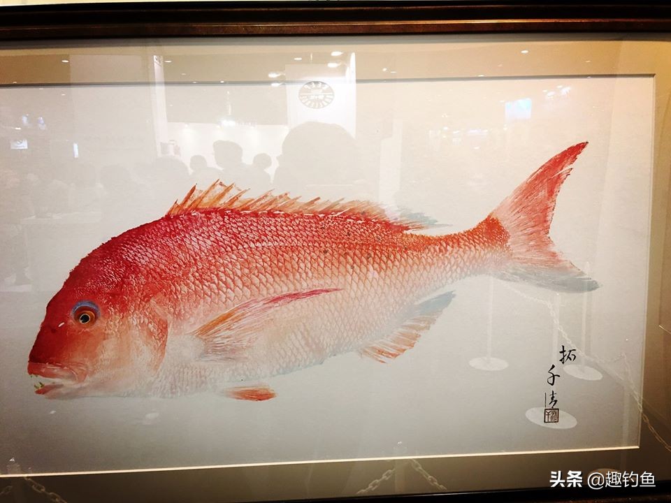 日本品牌钓鱼装备推荐一下,日本钓鱼装备大全