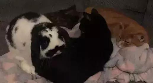 养一只猫结果养了一窝,网友养了两只兔子