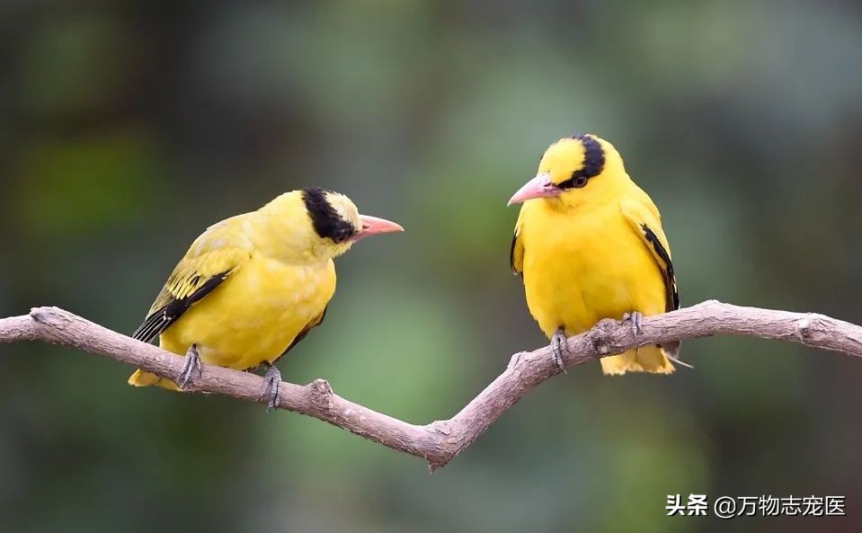 常见的宠物鸟种类有哪些名字,十大宠物鸟排行榜