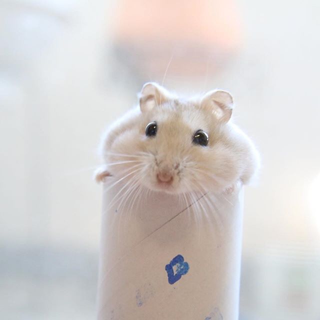 仓鼠向猫咪求饶,仓鼠向主人求救的征兆