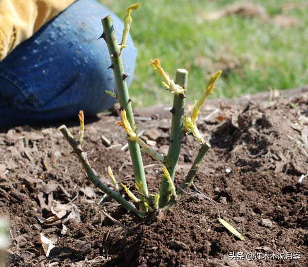 月季老桩容易得根瘤吗,月季老桩买回来要生根粉泡吗