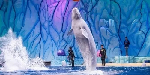 珠海长隆海洋王国一天可以玩完吗,珠海长隆海洋王国乘高铁哪个站近