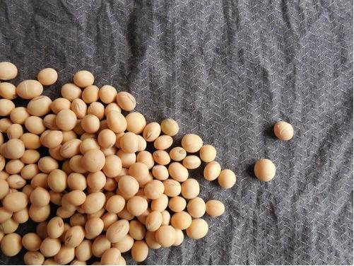 听说你双十一剁手了大豆异黄酮，好吃么