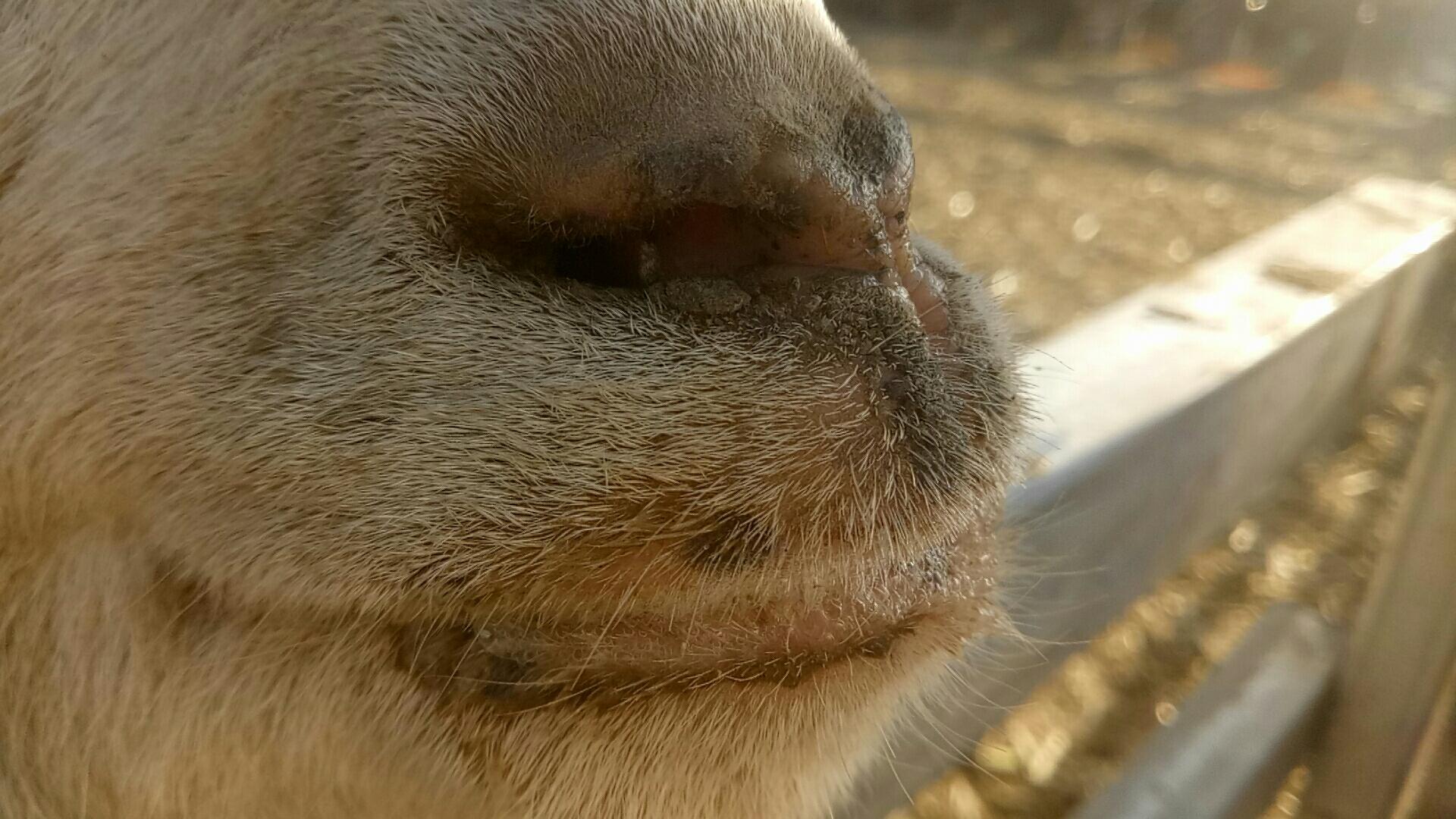 「答疑解惑」原创|羊嘴里有白沫,看不清路,怎么回事儿?