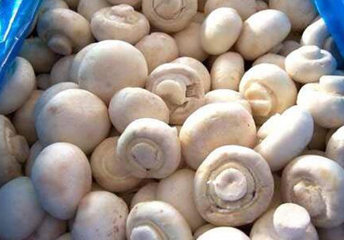 双孢菇培养料的发酵技术,工厂化种植双孢菇管理办法