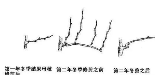 葡萄休眠期的修剪方法,葡萄冬季修剪的最佳时间