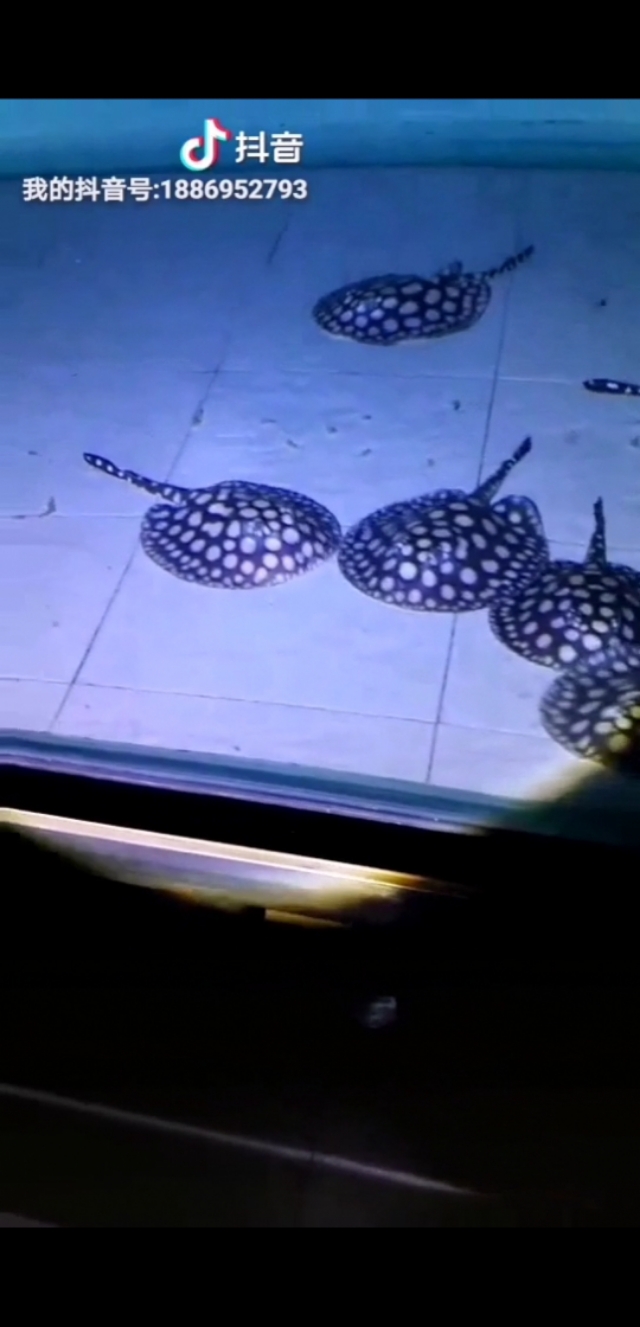 纯血皇冠繁殖技术,纯血皇冠黑白