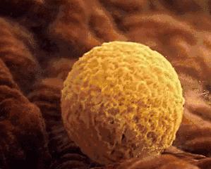 人体科普bbc,bbc人体科学