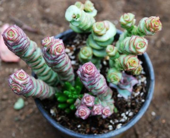 秋天怎么养钱串？4点养护小常识，助你收获满盆小铜钱