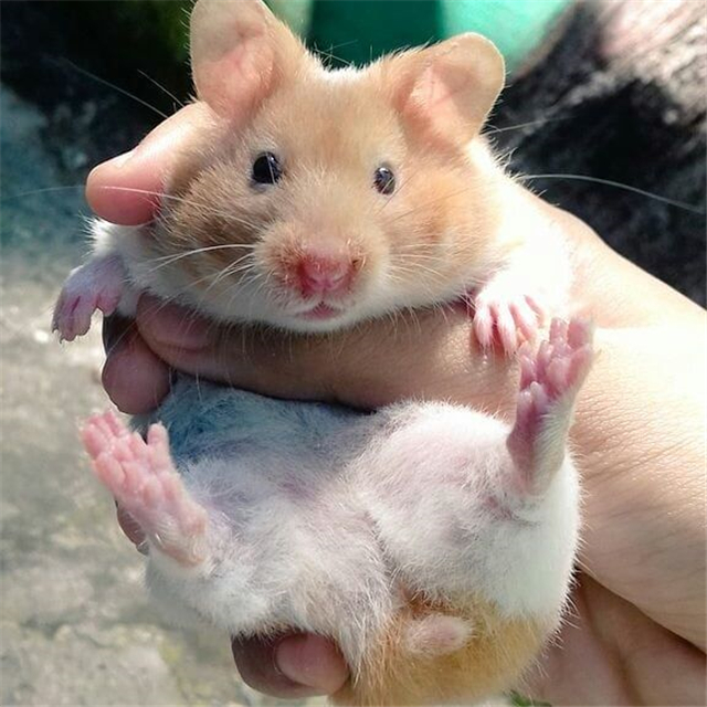 为什么仓鼠喜欢把吃的放在腮帮里,仓鼠突然特别喜欢往颊囊里塞食物