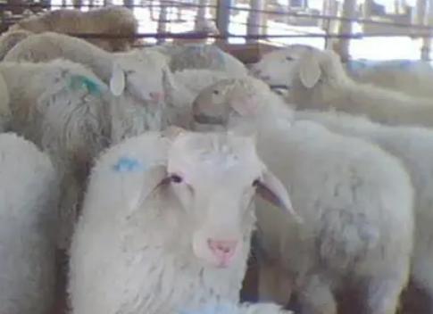 羊尿不下来尿怎么治疗,羊尿不出尿最快解决办法