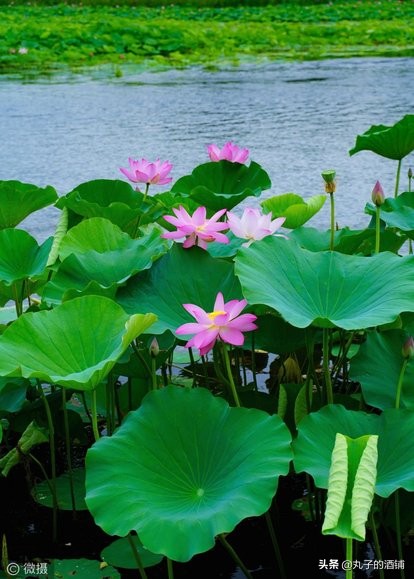 活动赏荷观光让你沉醉在这个夏天,这个夏天来苏州赏荷吧