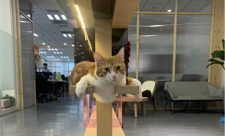 猫咪面相,猫咪面相测试