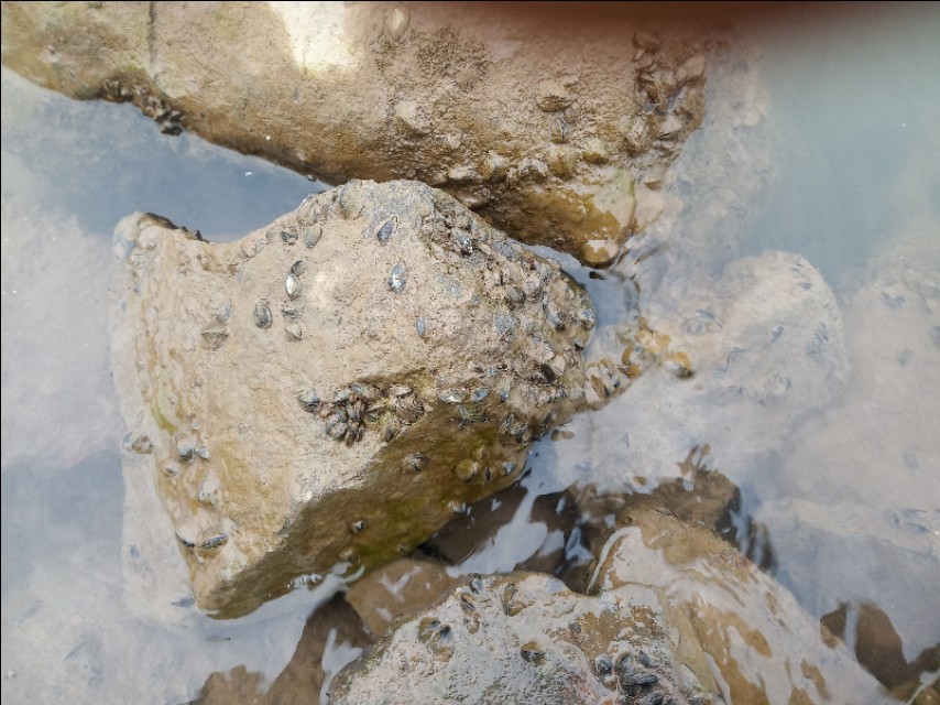 水里没有小杂鱼正常吗,水里没有食物鱼吃什么