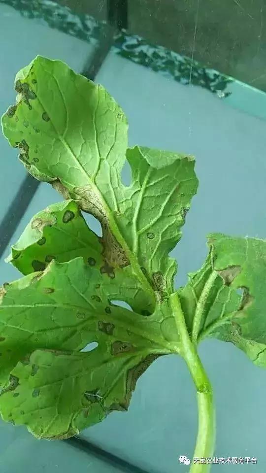 西瓜小叶病西瓜叶片卷曲原因,西瓜龙头皱缩什么原因