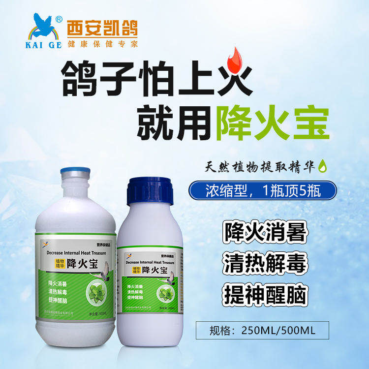 夏季养鸽注意事项,高温天信鸽状态怎么调理