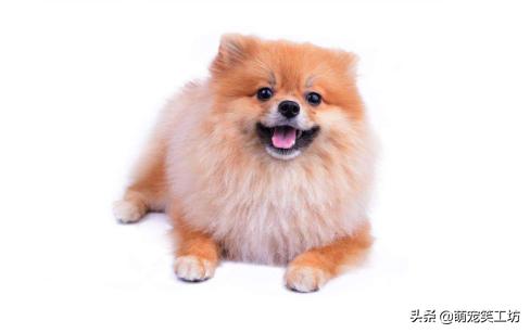 颜值高不掉毛的博美犬,最好看的博美小型犬