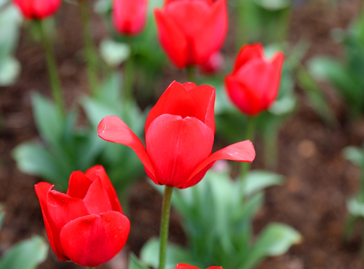 宁波现在哪里可以看郁金香,宁波郁金香在什么地方