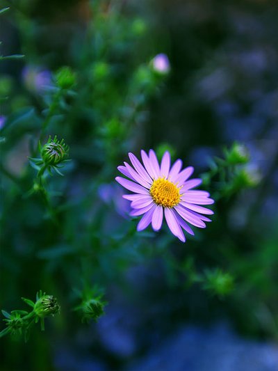 微信怎么设聊天背景,烟花聊天背景图微信