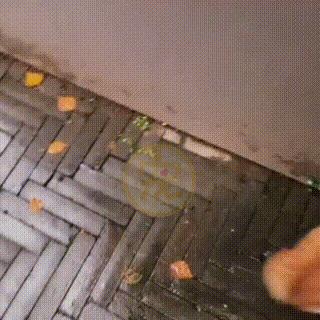 同伴被困空房子,流浪猫向人类求助,获救后它竟主动让出食物