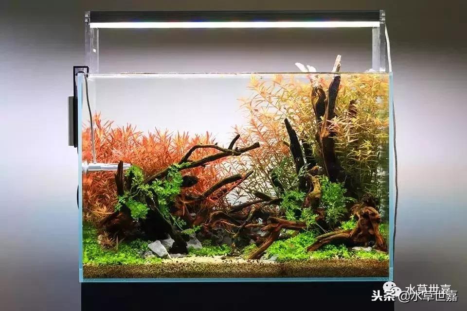 40厘米鱼缸杜鹃根造景,杜鹃根水草缸
