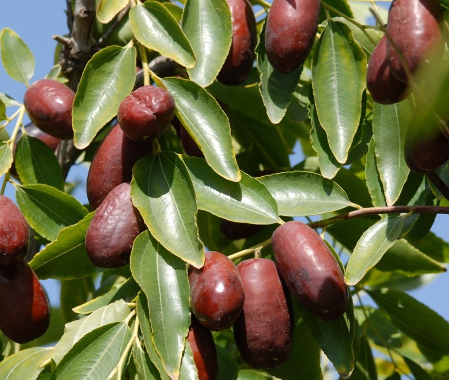 宁夏喜欢吃羊肉,宁夏吃羊肉喝什么