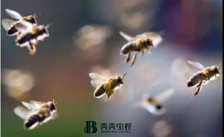 马蜂寄生虫怎么防治,马蜂虫类叮咬后处理方法