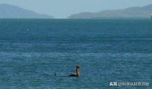 海上碰到鲸鱼怎么办,海上遇到了海盗怎么办