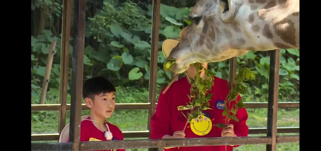 大熊猫百科知识详细介绍,大熊猫前脚有几只手指