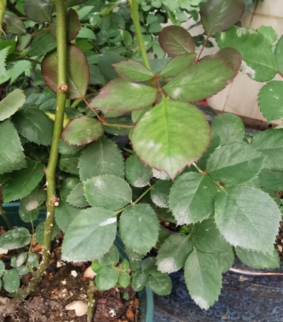 月季感染红蜘蛛后怎么修剪,月季感染白粉病怎么办