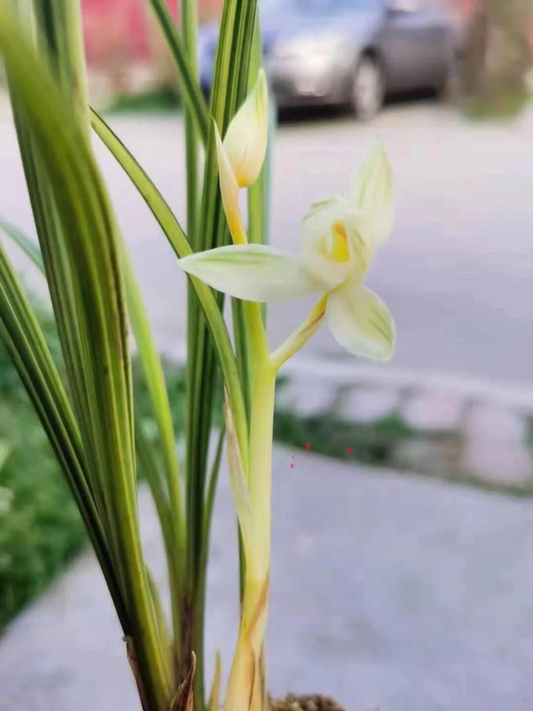 瑞雪兰花是什么品种,瑞雪兰花介绍图片