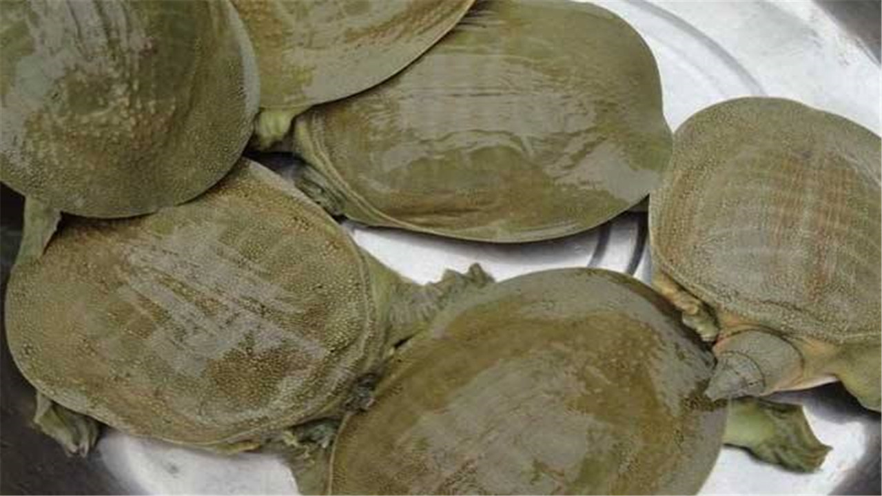 中华鳖的病害防治与管理,鳖病防治