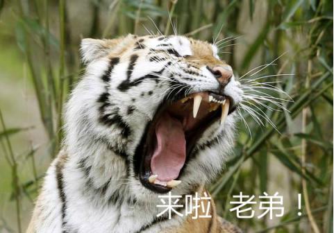 刀圈二三事：VG夺冠教练挨喷，B神荣盛荣誉校友